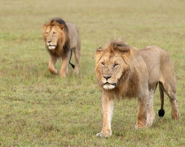 Africa-Kenya-Maasai Mara National Reserve Close-up of two walking lions